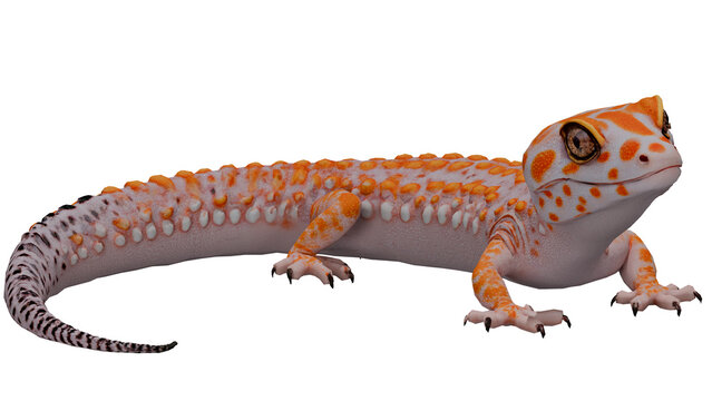 Leopard Gecko Reptile Pet Exotic Wildlife Photography