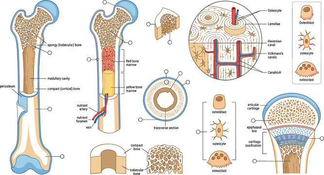 Detailed human bone anatomy educational illustration showing compact bone, trabecular bone, marrow, osteocytes, osteoblasts, osteoclasts, and microscopic structures