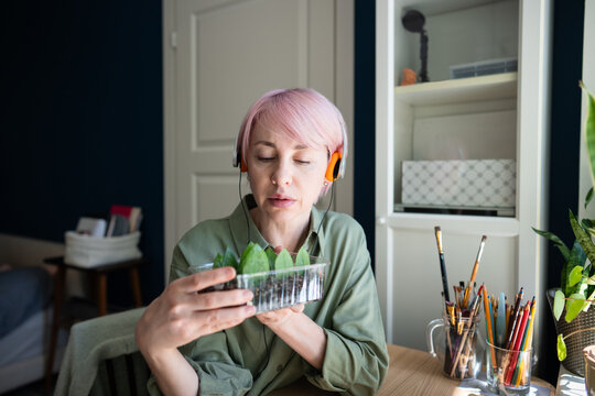 Pink haired mature woman wearing headphones holds zamioculcas cuttings near window in plant filled home, combining indoor gardening, propagation, mindful care and relaxing audio during peaceful hobby.