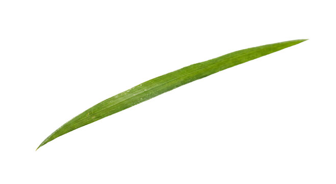 Single green grass blade with dew drops isolated on white background