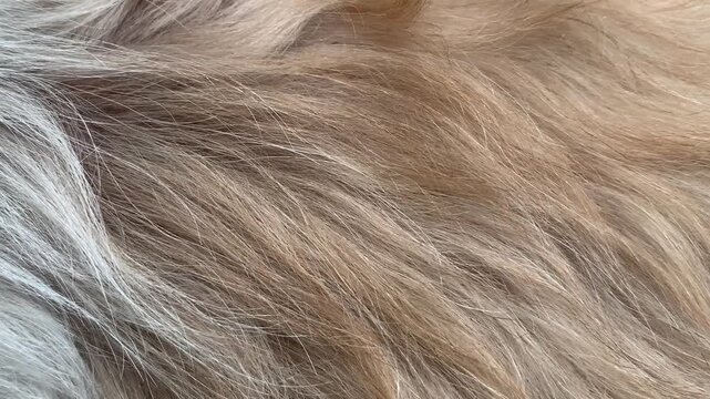 Commercial 4K footage with a smooth camera pan across soft golden tan and silver-gray Shih Tzu dog fur in bright natural light. Perfect motion texture for pet grooming, veterinary, and animal health.