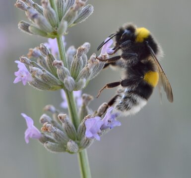 Abeille sur fleur de lavande