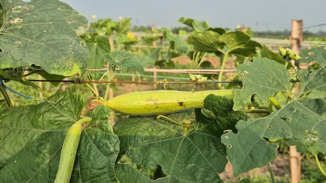 Young Growing Pointed Gourds Resting and Hanging on Trellis Mesh Video