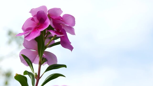Pink periwinkle swaying in the wind_09