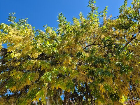 Ash tree branches with green foliage and yellow seeds