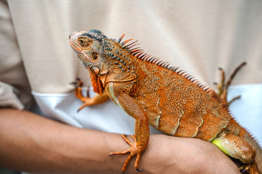 Unrecognizable male reptile lover bonding, interacting, and gently handling his exotic pet bearded dragon lizard during outdoor bathing