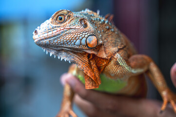 Fototapeta premium Unrecognizable male reptile lover bonding, interacting, and gently handling his exotic pet bearded dragon lizard during outdoor bathing
