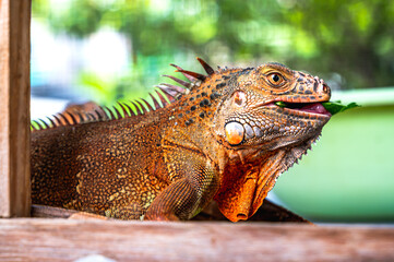 Fototapeta premium Close up exotic pet bearded dragon in cage