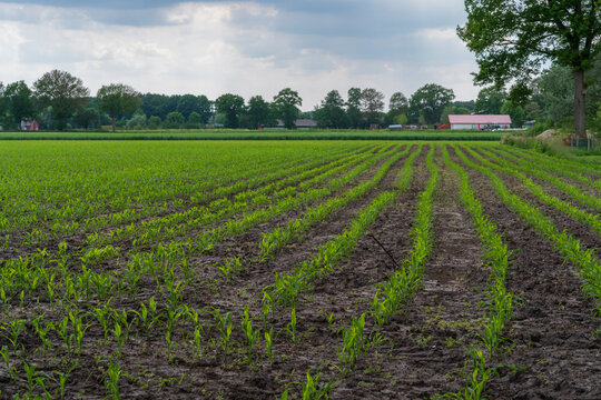 Crop growing under a cloudy sky