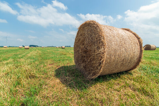 Rolled haystack in a field under a blue sky 