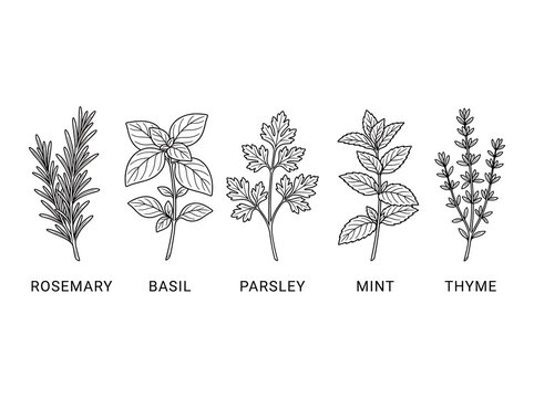 Culinary Kitchen Herbs Line Art Vector Set Isolated on White Background