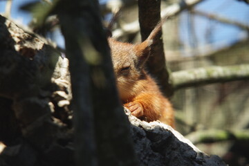 Red squirrel resting in a tree  © Daniel M Walsh