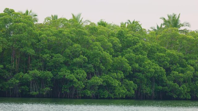 Mangroves view from the water, mangrove forest ecosystem. Mangrove trees are representatives of the genus Rhizophora, Rhizophora with characteristic aerial stilted roots immersed in water