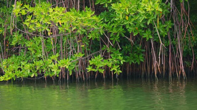 Mangroves view from the water, mangrove forest ecosystem. Mangrove trees are representatives of the genus Rhizophora, Rhizophora with characteristic aerial stilted roots immersed in water