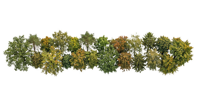 Diverse collection of deciduous and coniferous trees in varying stages of seasonal change