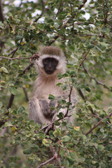 vervet monkey in tree © Danielle