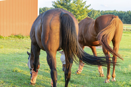 Two horses from behind swishing their tails in the summer. 