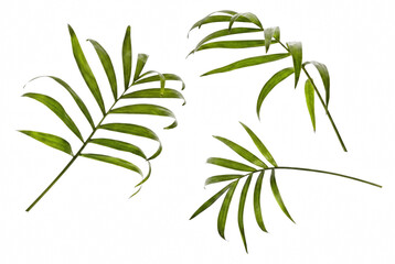 Obraz premium Vibrant green parlor palm fronds on dark surface