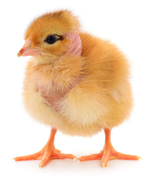 Naked Neck Baby Chick Standing Isolated on White Background