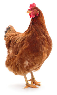 Brown Hen Standing Isolated on White Background