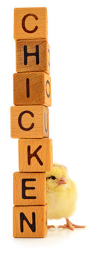 Cute Baby Chick Behind Wooden Blocks Spelling Chicken Isolated on White Background