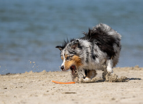 Blue merle Australian Shepherd in the sand at the beach playing