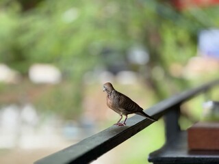 sparrow on a fence © MJSINGTO
