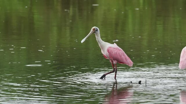 Roseate Spoonbills Foraging in the Tarcoles River, Costa Rica