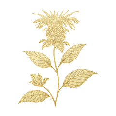 Naklejka premium PNG Elegant golden botanical illustration art.