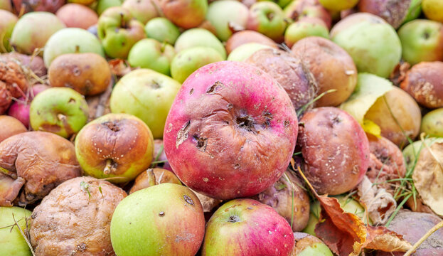Close up of rotten apples, selective focus.