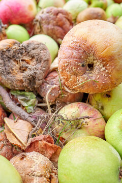 Close up of rotten apples, selective focus.