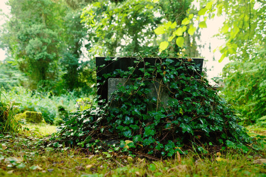 L&auml;ngst vergessenes Grab mit Efeu eingewachsen auf dem Friedhof im Schatten, August Regen