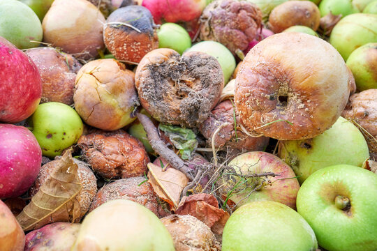 Close up of rotten apples, selective focus.