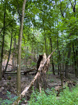 Broken tree trunk in a green forest. A broken tree trunk is seen in the middle of a forest. Surrounding trees are green and tall. Leaves cover the ground.