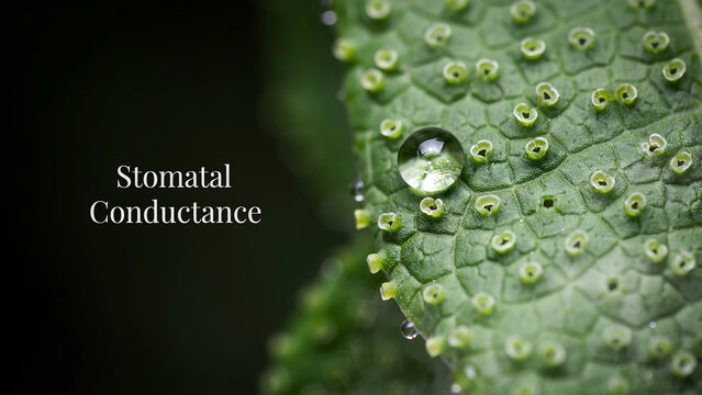 Water droplet resting on the surface of a green leaf showing microscopic pores with text overlay
