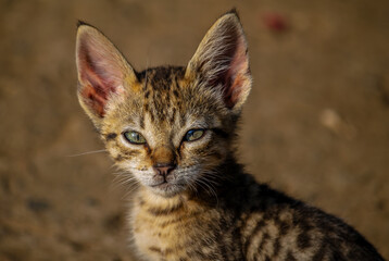 Tabby cat curiously looking at the camera © Kristhian