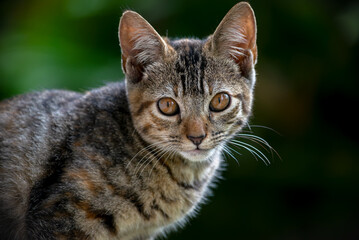 Tabby cat curiously looking at the camera © Kristhian