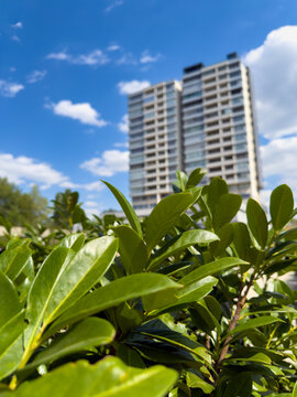 Close up green leaves with tall residential building behind. Vibrant green leaves fill the foreground with a tall residential tower visible under a blue sky with light clouds.