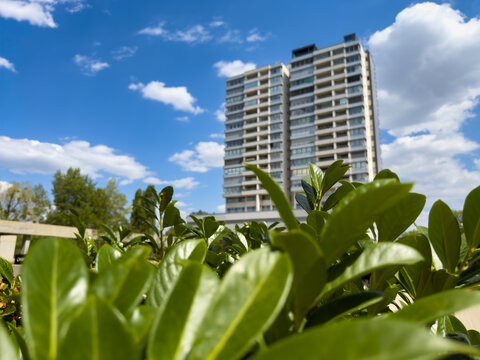 Green shrub leaves in front of highrise apartment building. Lush green leaves fill the foreground with an out-of-focus multi-story residential building under a partly cloudy sky.
