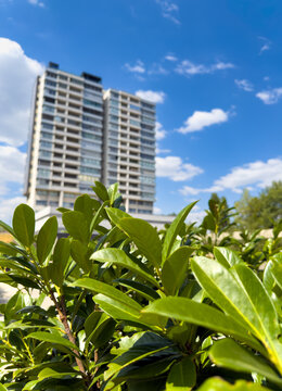 Green leaves foreground with blurry residential tower background. Bright green leaves in focus frame a tall modern residential building under a blue sky with soft white clouds.