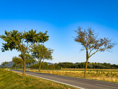 Road lined with deciduous trees along open fields. A two-lane asphalt road runs alongside grassy fields and scattered trees under a bright blue sky.