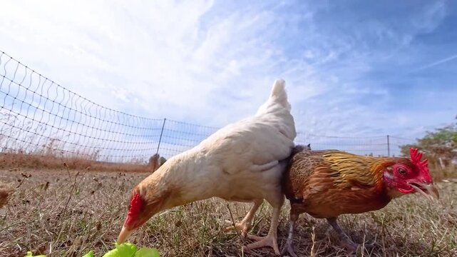 Ornamental laying hen, breeds, azur, padovana, pekin bantam, ardennaise, affectionate and gentle, small to medium sized eggs