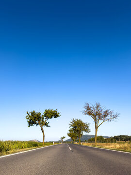 Empty asphalt road between green trees. Trees border a straight rural highway under a clear blue sky.