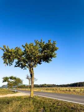 Roadside tree under clear sky. A tree stands beside a road with open land and blue sky. The scene is bright with clear visibility.