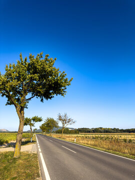 Asphalt road with tree and blue sky. A straight asphalt road extends past a prominent green tree under a clear blue sky in countryside daylight.