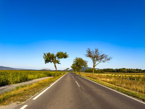 Rural road under clear sky. A long, empty road stretches through farmland with trees on both sides. The scene shows the clear blue sky above.