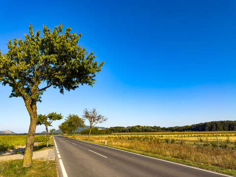 Empty asphalt road through countryside under clear sky. An open asphalt road stretches forward lined with young trees and agricultural fields under an expansive blue sky.
