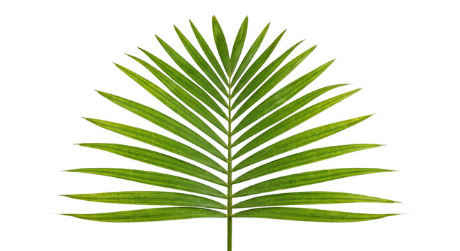 Vibrant green palm frond with delicate veins against a stark white background