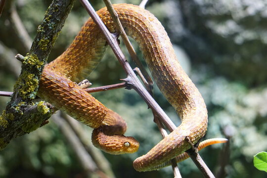 Close up of a green bush viper (Atheris squamigera), a venomous snake native to Africa, on a tree in an African jungle