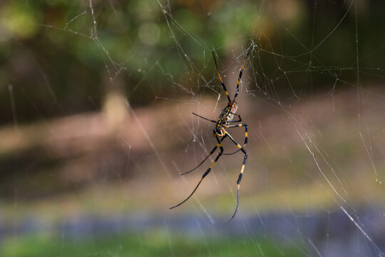 Close-up of a colorful Jorō spider Trichonephila clavata waiting on its web in autumn forest with soft bokeh background